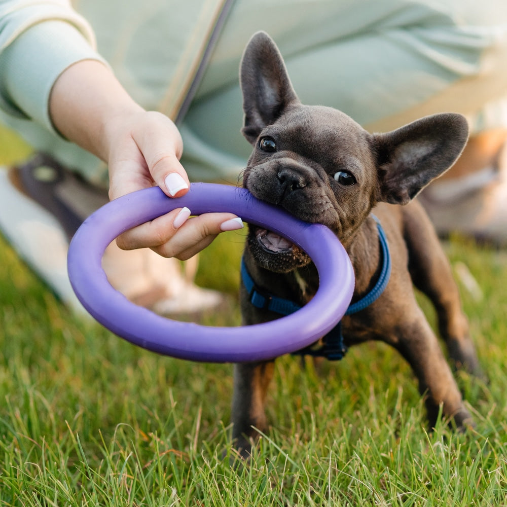 Hundens Anti-Bite Treningsring ø9 cm av gummi - ass. farger