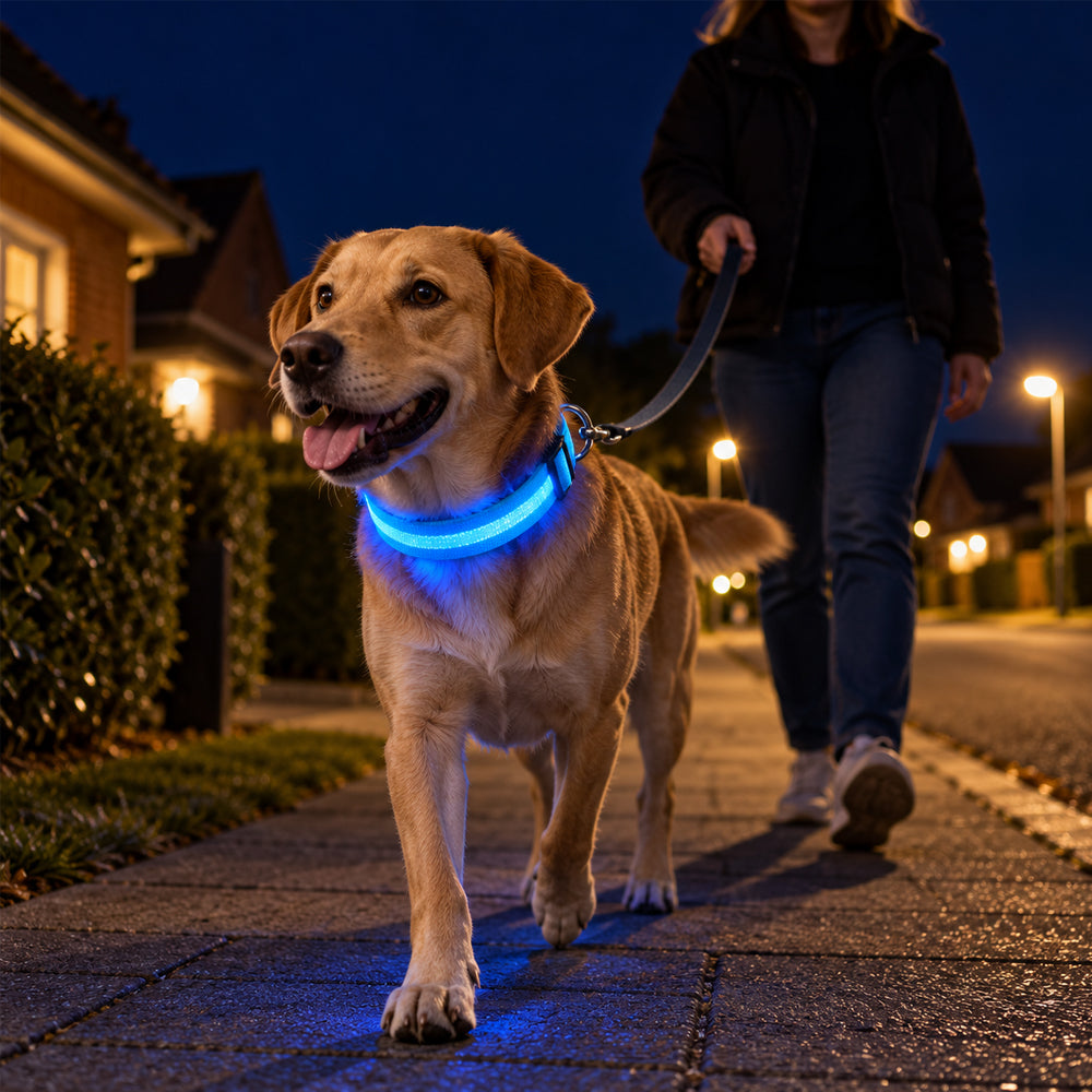Hundehalsbånd med LED-lys – ekstra synlighet på turen