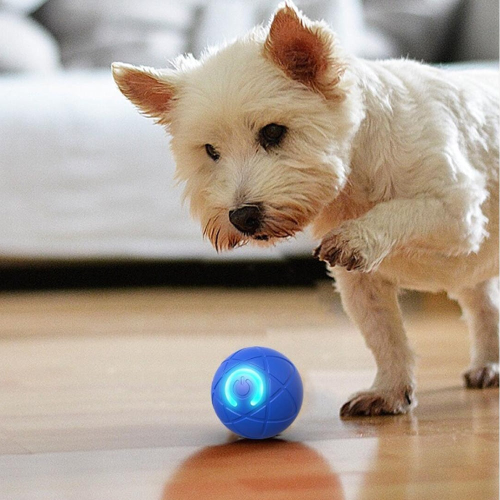 Interaktiv Automatisk Ball for Hunder og Katter