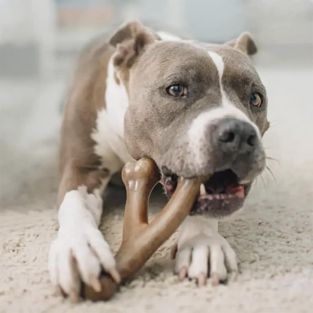 Hundetygge bein med bacon- og kyllingsmak